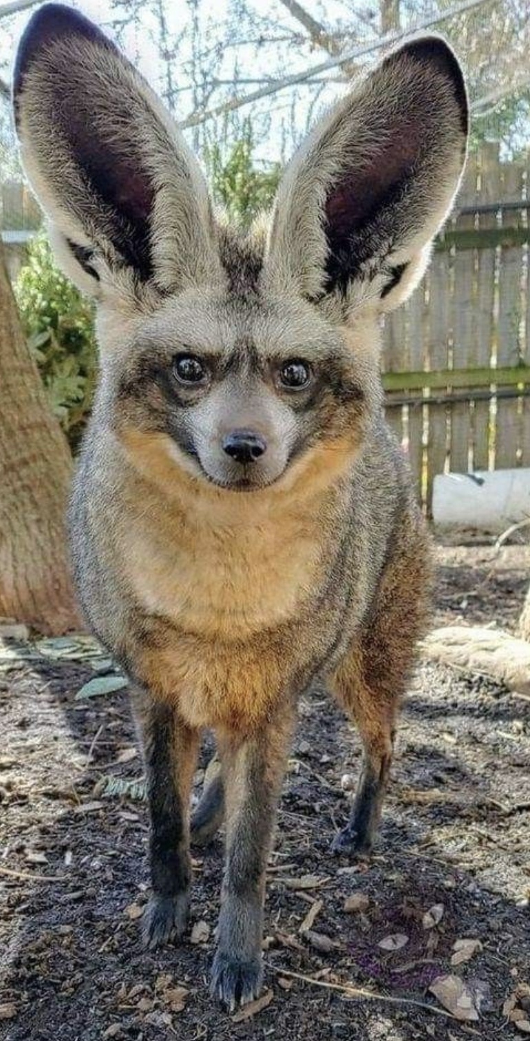 bat eared fox kits